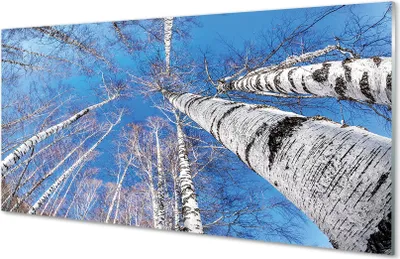 Produktbild von Glasbilder 120x60 Wandkunst Birke Himmel