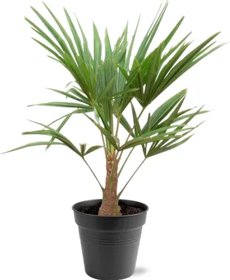 Produktbild von Chinesiche Hanfpalme Trachycarpus fortunei 21cm Topf 90-100cm hoch