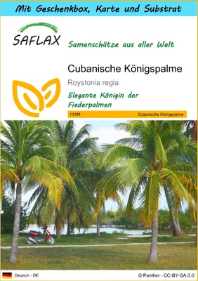 Produktbild von SAFLAX Geschenk Set - Cubanische Königspalme - Roystonia regia - 8 Samen - Mit Geschenkbox, Versandaufkleber, Geschenkkarte und Anzuchtsubstrat