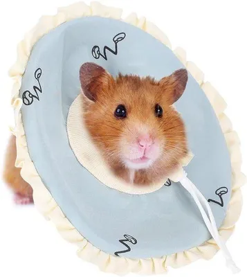 Immagine prodotto di Piccolo cerchio protettivo per la cura degli animali di piccola taglia