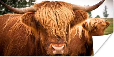 Produktbild von MuchoWow® Poster Schottische Highlander - Braun - Gras 40x20 cm - Poster für die Wand - Poster Schlafzimmer