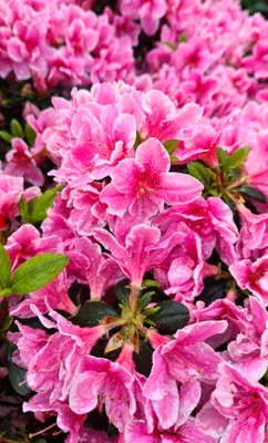 Immagine prodotto di Rhododendron 'Pink Poetry' Azalea giapponese 15 - 20 cm
