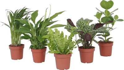 Produktbild von Luftreinigende Zimmerpflanzen - 5 Stk - Höhe 25-40cm - ⌀12cm