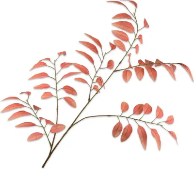 Produktbild von Silk-ka Kunstblume - Seidenblume - Blätterzweig - Orange - 107 cm