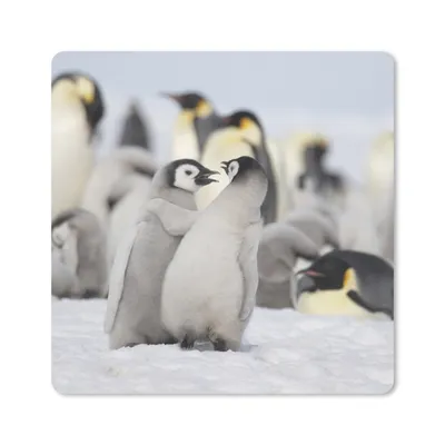 Produktbild von MuchoWow® Mauspad Mousepad Pinguine - Schnee - Tiere 30x30 cm - Mousepads - Maus Mat - Pad - Mausunterlage - Gaming