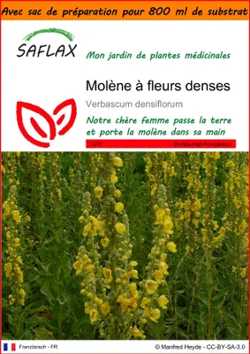 Image de SAFLAX Garden in the bag - Molène à fleurs denses - 500 graines - Verbascum