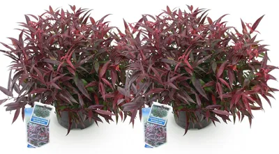 Productafbeelding van Leucothoe Burning Love Tuinplant 35-45 cm - 2 Planten