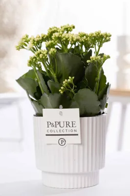 Image de Kalanchoé blanc en pot en céramique Ø12cm, 27cm - Plante d'intérieur à fleurs