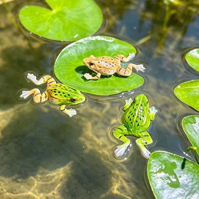 3 schwimmende Froschfiguren, Teichdekoration, Kunstharz, wetterfest