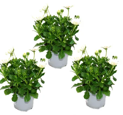 Produktbild von Kapkörbchen - Osteospermum ecklonis - 11cm Topf - Set mit 3 Pflanzen - weiß