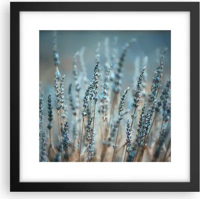 Produktbild von Gerahmtes Poster - Schwarzer Rahmen - Lavendel Klinge Blume - 30x30 cm - Wand Bild - Wanddeko - Wandbilder - Kunstposter - Wandposter - Bilderrahmen - Bilder - Kunstdruck - P2BAC30x30-4986