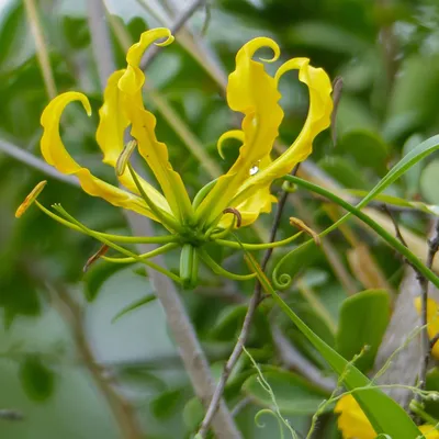 Zdjęcie produktu dla Gloriosa żółta (Gloriosa lutea) – 10 nasion
