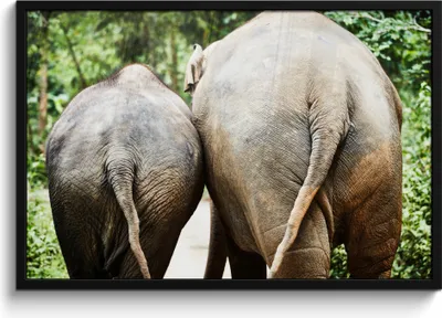 Produktbild von MuchoWow® MuchoWow® Gerahmtes Poster Elefant - Tiere - Grau - Natur 90x60 cm - Poster mit zchwarzem Bilderrahmen - Fotorahmen - Foto-Plakat