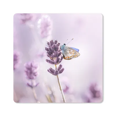 Produktbild von MuchoWow® Mauspad Mousepad Lavendel - Schmetterling - Nahaufnahme - Lila 20x20 cm - Mousepads - Maus Mat - Pad - Mausunterlage - Desk Mat - Bureauartikeln
