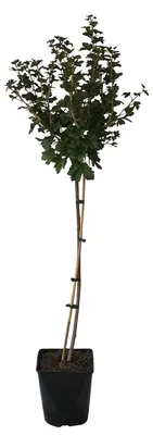 Produktbild von Macherauchs Resistenta gelbe Stachelbeere mehltaufest Fußstamm, ca. 50-60 cm Stamm im 4 Liter Topf