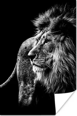 Produktbild von MuchoWow® Poster Tiere - Wild - Löwe - Schwarz - Weiß 120x180 cm - Kunstposter