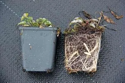 Produktbild von 6 x  Campanula pyramidalis - Bergminze - Topf 9 x 9 cm