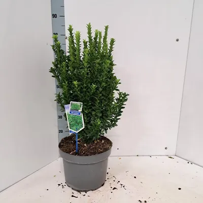 Zdjęcie produktu dla Euonymus jap. 'Microphyllus' – trzmielina | 60–70 cm w doniczce