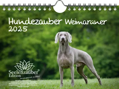 Produktbild von Hundezauber Weimaraner DIN A5 Kalender für 2025 Welpen und Hunde - Seelenzauber
