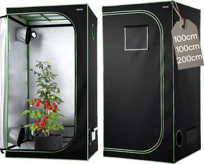 A split image showing the inside and outside of a grow tent with a tomato plant inside.