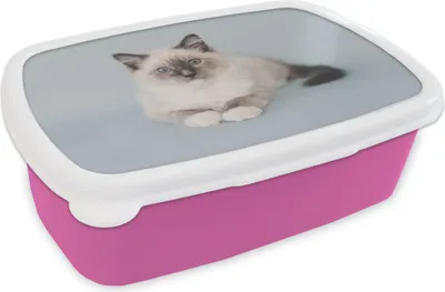 Produktbild von KitchenYeah® Lunchbox Brotzeit Brotdose 17x11 cm Katze - Ragdoll Katze - Blau - Mädchen - Kinder - Jungen - Kind Kinder Brotzeitdose - Lunchpaket - Brotkasten  - Sandwich Box