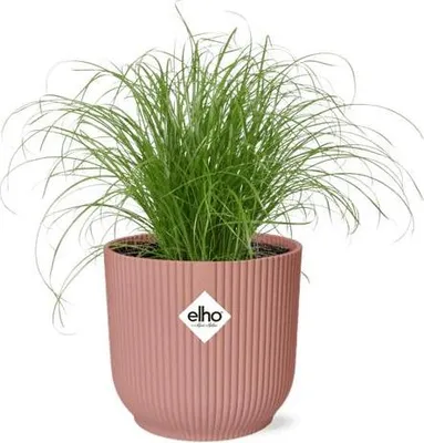 Obrázek produktu pro Cyperus alternifolius „Zumula“ – tráva střídavolistá, keramický květináč