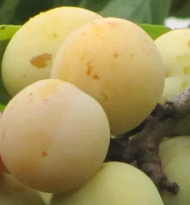 Produktbild von Reneklodenbaum ´WAZONER´ Unterlage Myrobalan, wurzlnackt