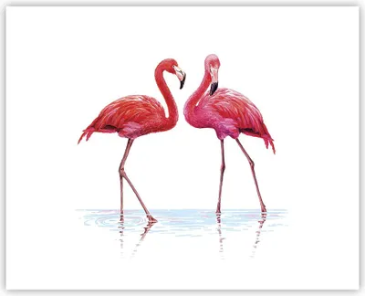 Produktbild von Poster - Poster ohne Rahmen - Flamingos Rosa Paar - 50x40 cm - Wand Bild - Wanddeko - Wandbilder - Kunstposter - Wandposter - Bilder - Kunstdruck - Wanddekoration - Wandbild - P2XAA50x40-4243