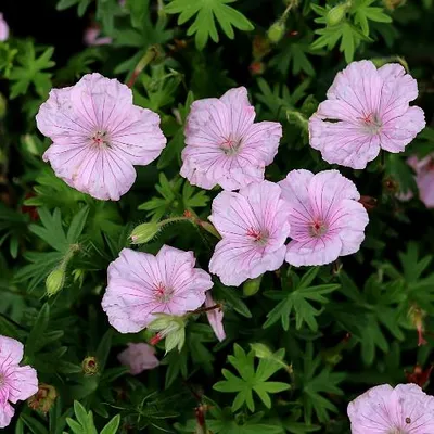 Productafbeelding van Geranium sanguineum 'Striatum' – Bloedzuring, 5 kale planten