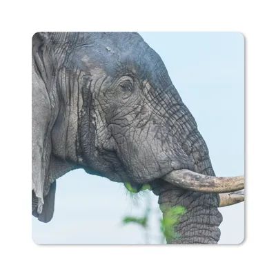 Produktbild von MuchoWow® Mauspad Mousepad Elefant - Tiere - Grau - Natur 20x20 cm - Mousepads - Maus Mat - Pad - Mausunterlage - Desk Mat - Bureauartikeln