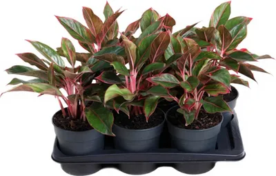 Produktbild von Aglaonema Siam Red - Kolbenfaden - 13 cm Topf, 30 cm Höhe