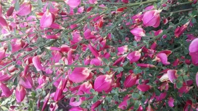 Produktbild von Cytisus scoparius Boskoop Ruby  - Edelginster - 40-60