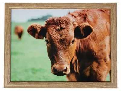 Immagine prodotto di Mars & More Cuscino porta-computer Laptray - Stampa con mucca svizzera al pascolo - 43 x 33 cm
