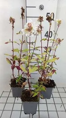 Image de 6 x Saponaria off. 'Alba Plena' - Saponaire - pot 9 x 9 cm