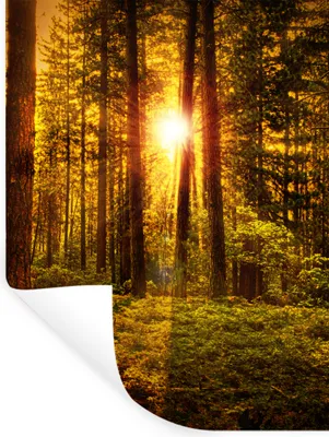 Produktbild von MuchoWow® Wandtattoo Wandsticker Wandaufkleber Wald - Sonne - Bäume - Natur - Sonnenuntergang 90x120 cm Selbstklebend und Repositionierbar - Faltenfrei