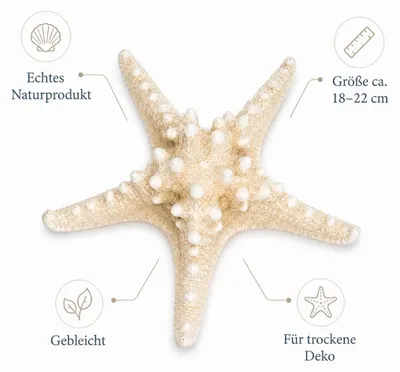 Produktbild von Noppen Seestern gebleicht 18-22 cm Protoreaster nodosus großer Deko Seestern