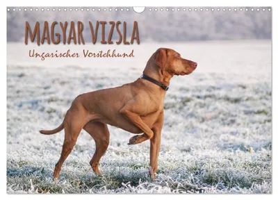 Produktbild von Magyar Vizsla - Ungarischer Vorstehhund (Wandkalender 2027 DIN A3 quer), CALVENDO Monatskalender
