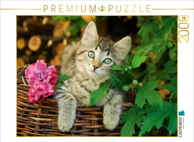 Produktbild von Calvendo Niedliches junges Kätzchen auf einem Weidenkorb 2000 Teile Puzzle quer 900x670mm, Menden Katho; 7397220