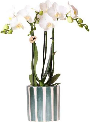 Obrázek produktu pro Orchidej Phalaenopsis Amabilis bílá - pokojová rostlina, prumer 9cm - vcetne