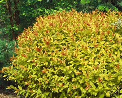 Produktbild von Spiraea japonica 'Magic Carpet', Japanische Spiere, 25–30 cm, buntlaubig