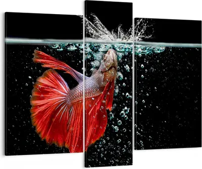 Produktbild von Bild auf Leinwand - Leinwandbild - Fisch Wasser Natur - 95x80cm - Wand Bild - Wanddeko - Wandbilder - Leinwanddruck - Bilder - Kunstdruck - Wanddekoration - Leinwand bilder - Wandkunst - CB95x80-3492