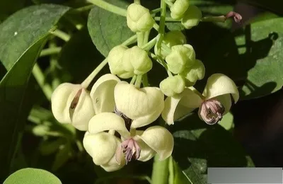 Produktbild von Akebia quinata Cream Form  (80-100 cm) Schokoladenwein/Klettergurke