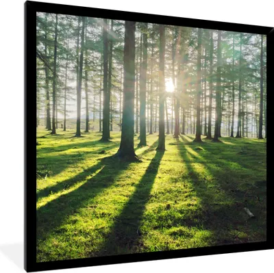 Produktbild von MuchoWow® Gerahmtes Poster Bäume - Natur - Wald 40x40 cm - Poster mit Schwarzem Bilderrahmen Wandposter Rahmen Foto Bilder - Mit Rahmen - Wanddekoration Schlafzimmer