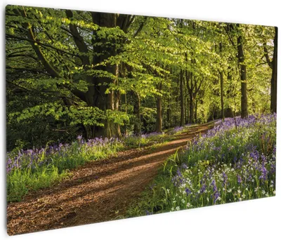 Produktbild von Wallario Premium Leinwandbild Blaues Hasenglöckchen im Sommerwald in Größe 60 x 90 cm