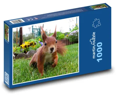 Obrázek produktu pro Puzzle 1000 Veverka na zahradě - martinpuzzle