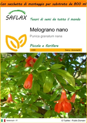 Immagine prodotto di SAFLAX Garden in the bag - Melograno nano - 50 semi - Punica