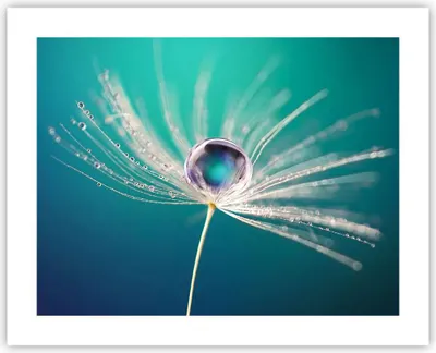 Produktbild von Poster - Poster ohne Rahmen - Pflanze Natur - 50x40 cm - Wand Bild - Wanddeko - Wandbilder - Kunstposter - Wandposter - Bilder - Kunstdruck - Wanddekoration - Wandbild - P2XAA50x40-3991