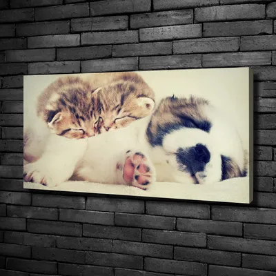 Produktbild von Tulup® Leinwandbild -100x50 cm - Wandkunst - Drucke auf Leinwand - Leinwanddruck  - Tiere - Braun - Zwei Katzen Hund