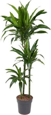 Immagine prodotto di Dracaena Janet Craig, 150cm, Ø24cm, pianta da appartamento con foglie larghe e