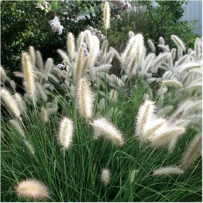 A close-up view of ornamental grass with feathery plumes.